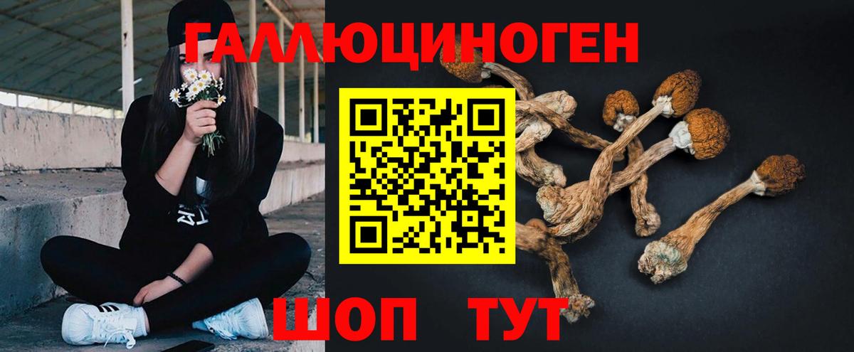 Псилоцибиновые грибы Psilocybine cubensis Зеленодольск